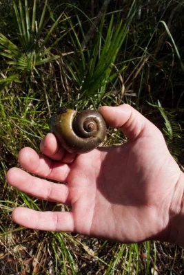 The snails in the swamp are popular food for the ibis. 