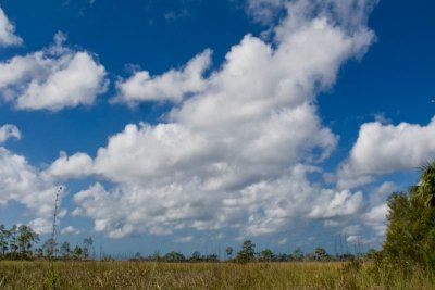 The Prairie in The Everglades