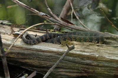 Friend of The Everglades