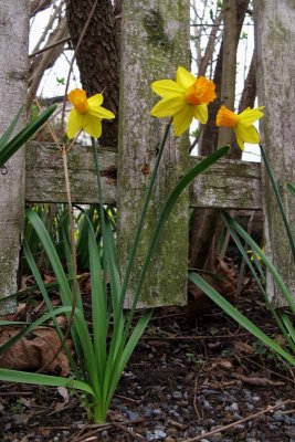 Fenceline Daffodils #2