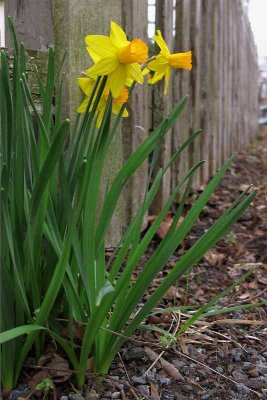 Fenceline Daffodils #1