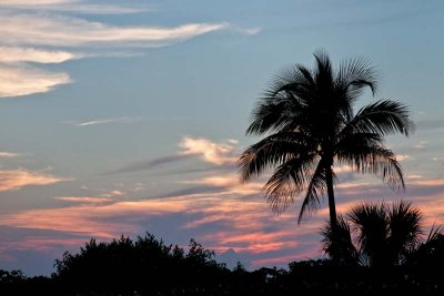 Palm, Pink & Blue