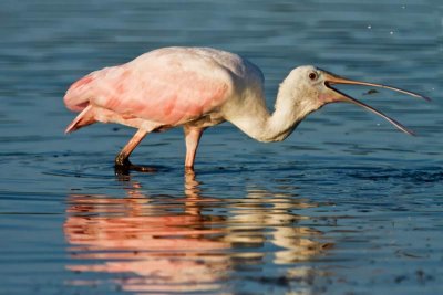 Roseate Spoonbills at Tigertail #3