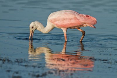 Roseate Spoonbills at Tigertail #5