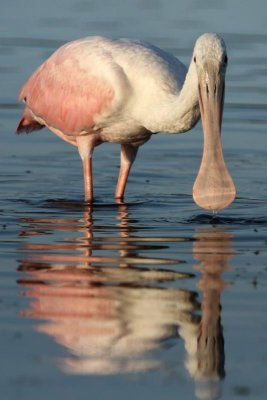 Roseate Spoonbills at Tigertail #7