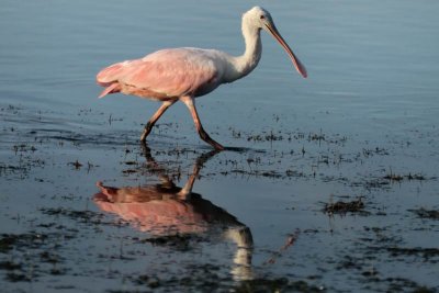 Roseate Spoonbills at Tigertail #9