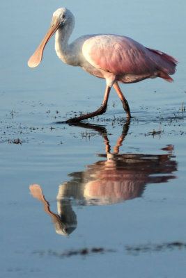 Roseate Spoonbills at Tigertail #14