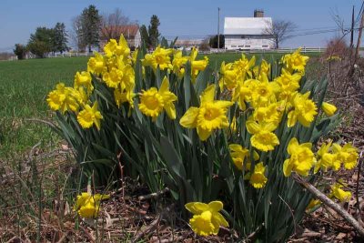 Daffodils on the Farm