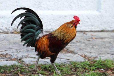 A Key West Rooster