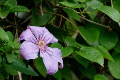 Another climbing shade flower