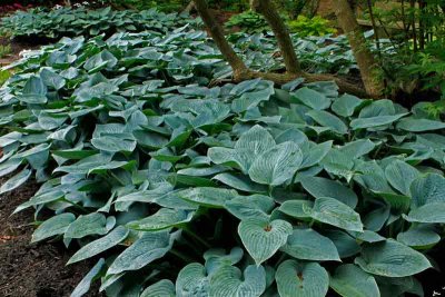 A base of hostas