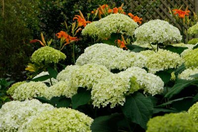 Across the tops of the hydrangeas