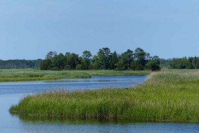 South Jersey's Everglades #2