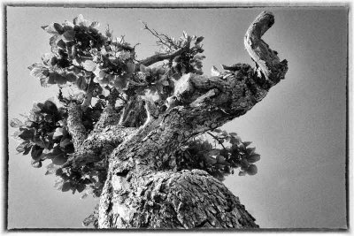 Gnarly in Stone Harbor