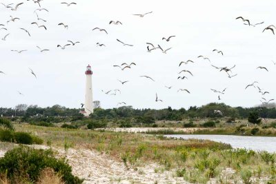 Cape May Lighthouse & Migration
