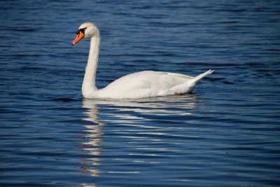 Cape May Swan
