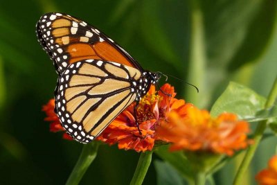Butterflies, Bees & Blooms (60)