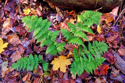 Lush ferns on the forest floor.