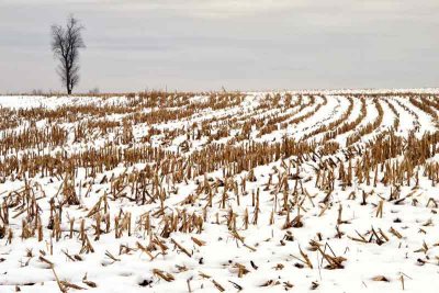 Bare Tree in Snowy Field