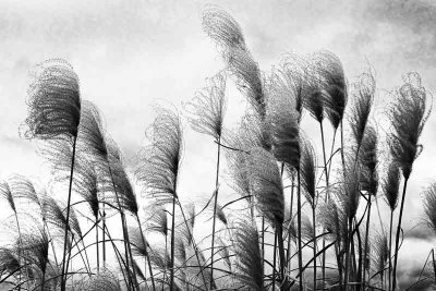 Winter's Grasses