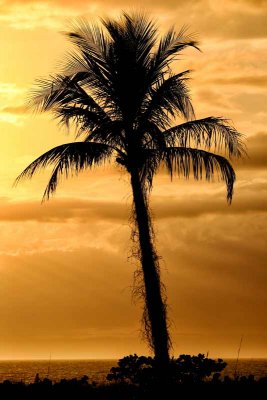 'Burning' Palm Before Sunset