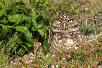 The Burrowing Owls Are Back (269)