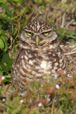 The Burrowing Owls Are Back (273)
