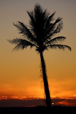 Behind-the-Palm Sunset
