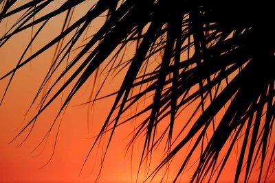 Palm Branches at Sunset