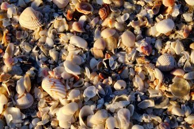 Shells at Sunset #2