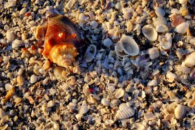 Shells at Sunset #1