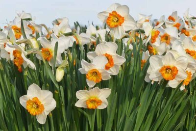 It's Daffodil Season #3
