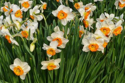It's Daffodil Season #2