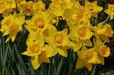 It's Daffodil Season #1
