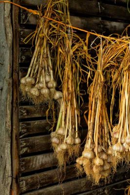 Hanging Garlic