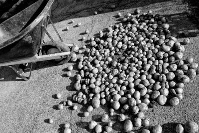 Drying the Potatoes