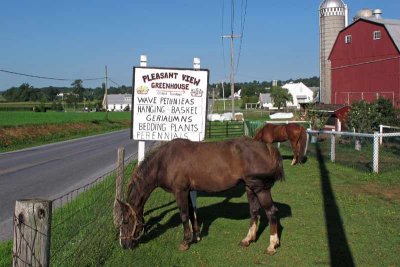 Farm Life on an Amish Farm