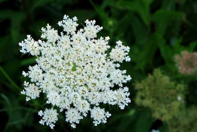 Queen Anne's Lace 2