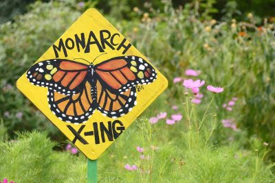 Monarch Season is Coming!