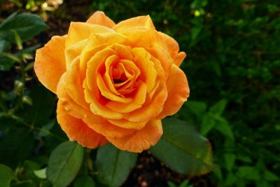 A Perfect Peach-Colored Rose 