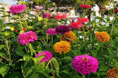 The Zinnia Colors of Summer 