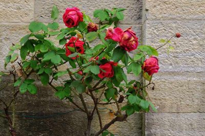 05-05-Cemetery-flowers.jpg