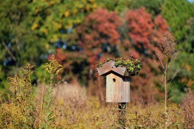 A Birdhouse in the Meadows at Longwood
