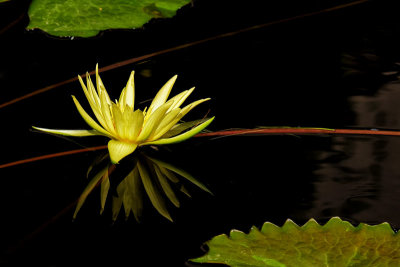 The Waterlilies #5