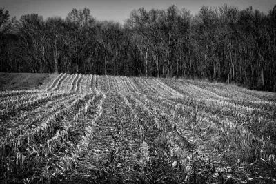 November's Corn Rows