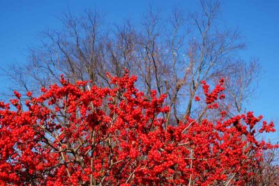 November's Red Berries