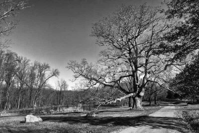 Penn Oak at Springton Manor