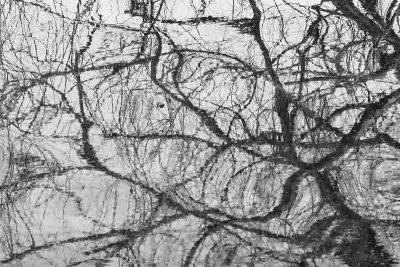 Branches Reflection