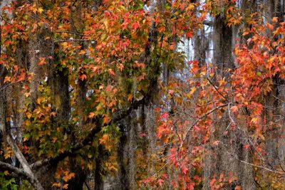 Fall Colors and Spanish Moss