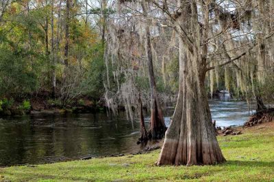 Spanish Moss along the river.